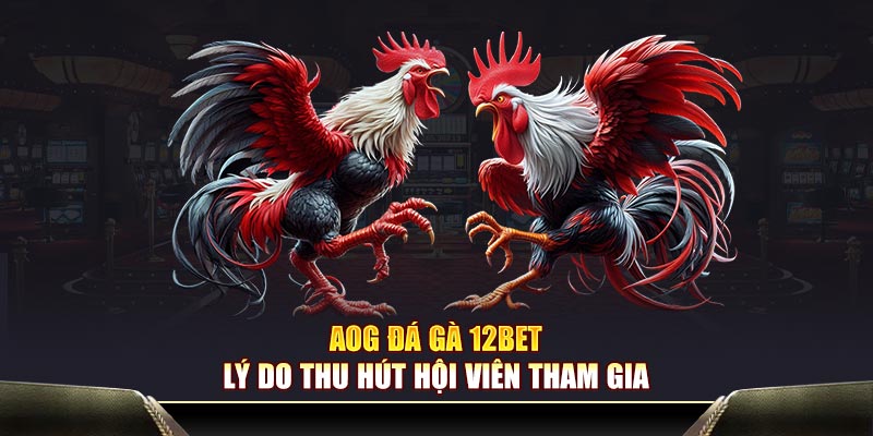 AOG đá gà 12BET lý do thu hút hội viên tham gia