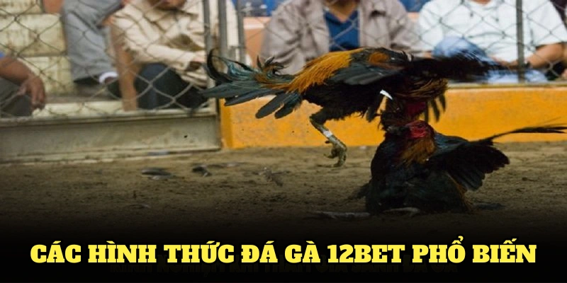 Điểm qua các hình thức đá gà 12BET phổ biến nhất