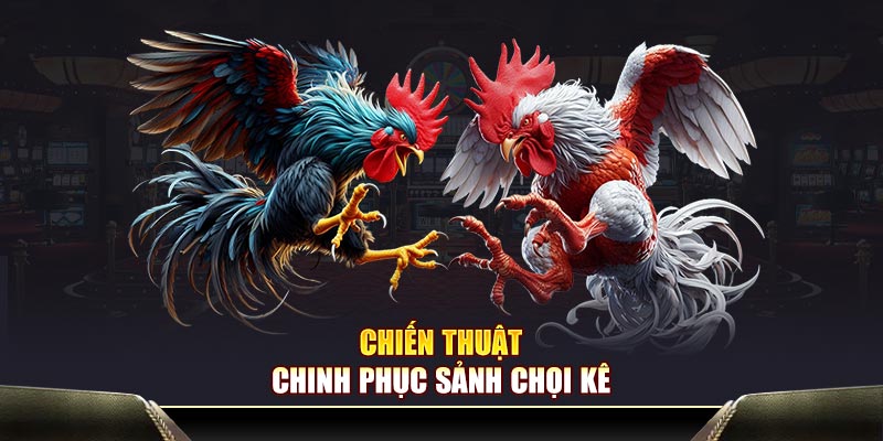 Chiến thuật chinh phục sảnh chọi kê