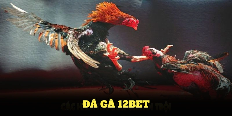Đá Gà 12BET - Sân Chơi Cá Cược Đình Đám Trong Năm 2025