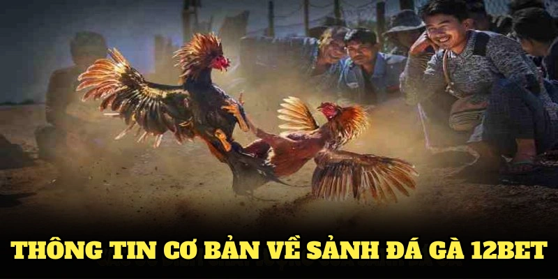 Các thông tin cơ bản về sảnh đá gà 12BET bạn nên biết