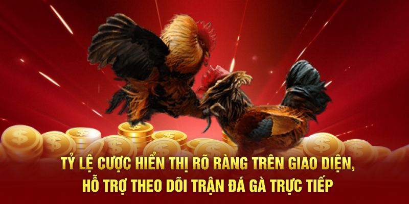 Tỷ lệ cược hiển thị rõ ràng trên giao diện, hỗ trợ theo dõi trận đá gà trực tiếp